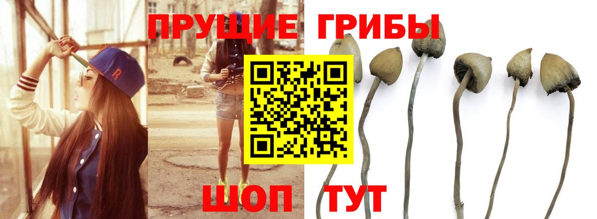 Галлюциногенные грибы прущие грибы Кострома